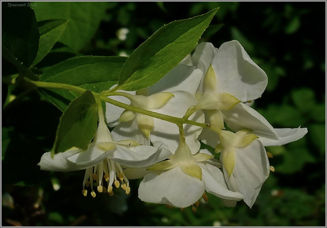 Image of genus Philadelphus specimen.