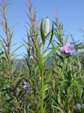 Lilium pensylvanicum. Верхушка побега с бутоном (на заднем плане побеги Geranium erianthum и Chamaenerion angustifolium). Магаданская обл., окр. г. Магадан, ост. \"Аммональная\", долина р. Балахапчан, злаково-разнотравные ивняковые заросли с единичными Larix cajanderi. 16.07.2018.