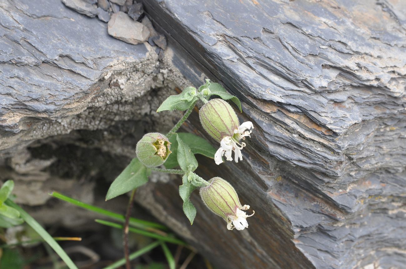 Image of Oberna lacera specimen.