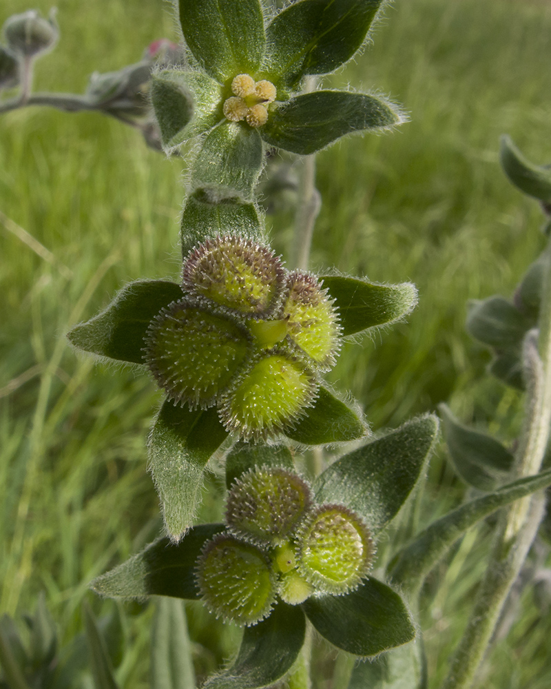 Image of Cynoglossum officinale specimen.