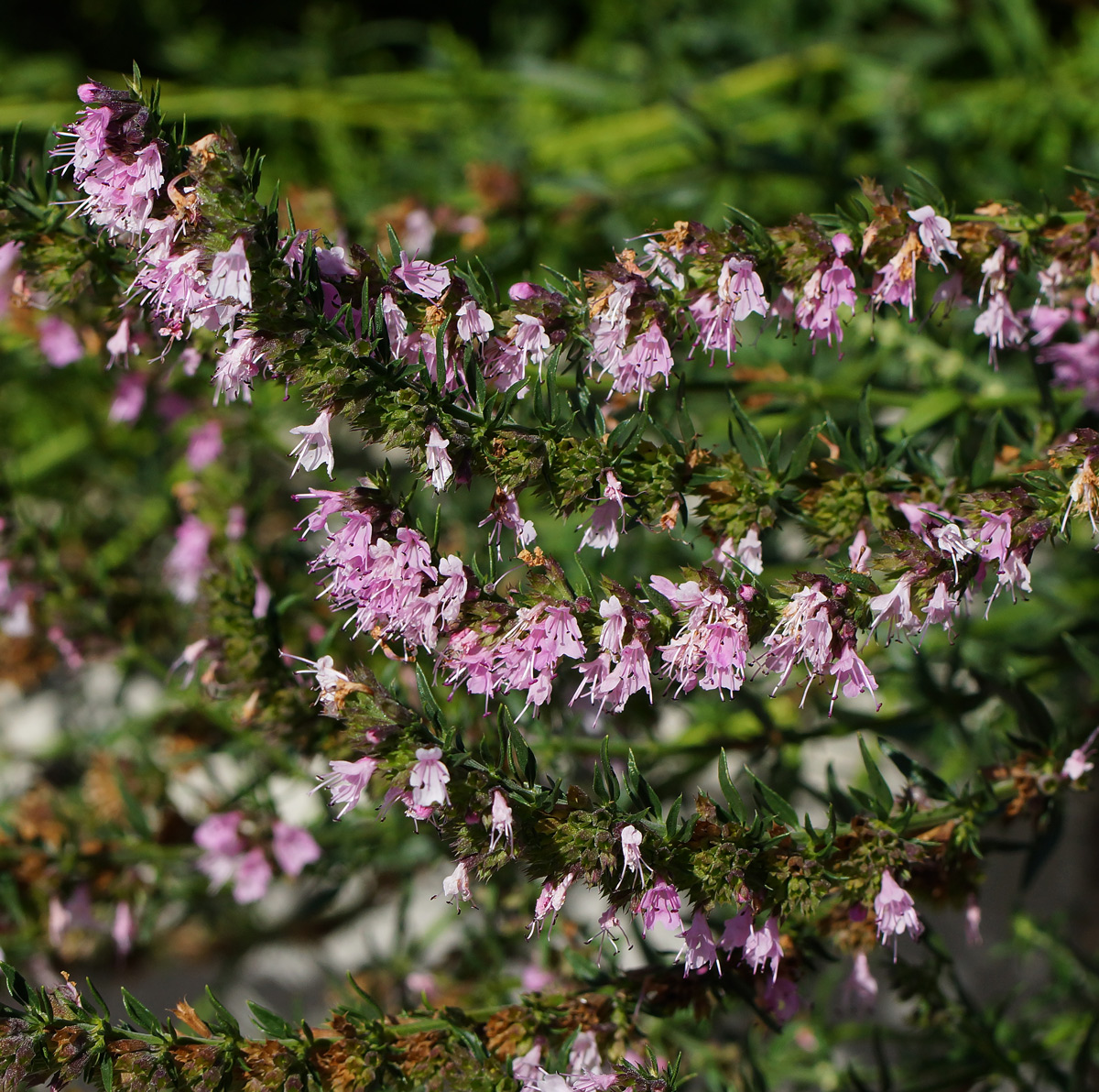 Изображение особи Hyssopus officinalis.