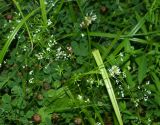 Смотреть изображение Galium uliginosum