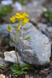 Draba hispida. Цветущее и плодоносящее растение. Карачаево-Черкесия, Зеленчукский р-н, окр. пос. Архыз, хребет Абишира-Ахуба, южный склон пер. Федосеева, 2880 м н.у.м., каменистый склон. 30.07.2018.