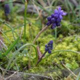 Muscari neglectum