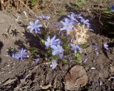 Hepatica nobilis