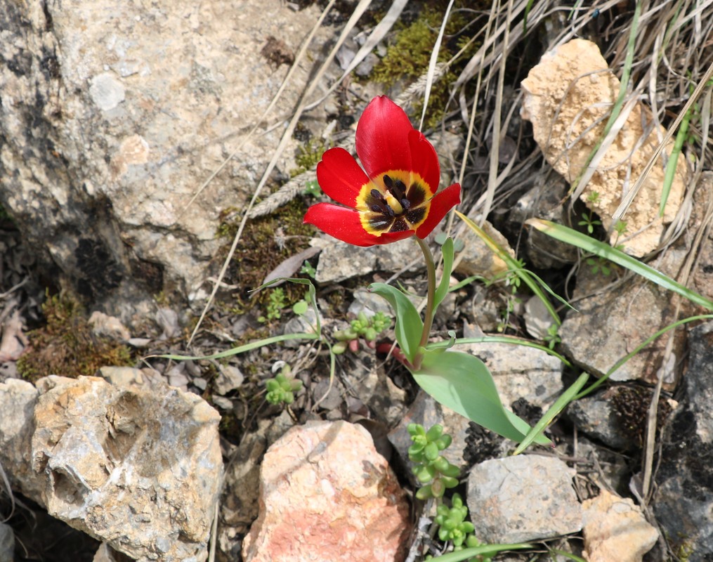 Image of Tulipa julia specimen.