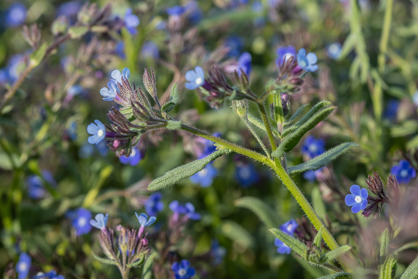 Изображение особи Anchusa pusilla.