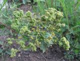 Cardaria draba. Верхушка плодоносящего растения с галлами(?). Кабардино-Балкария, Эльбрусский р-н, окр. г. Тырныауз, ок. 1300 м н.у.м., у дороги. 04.07.2019.