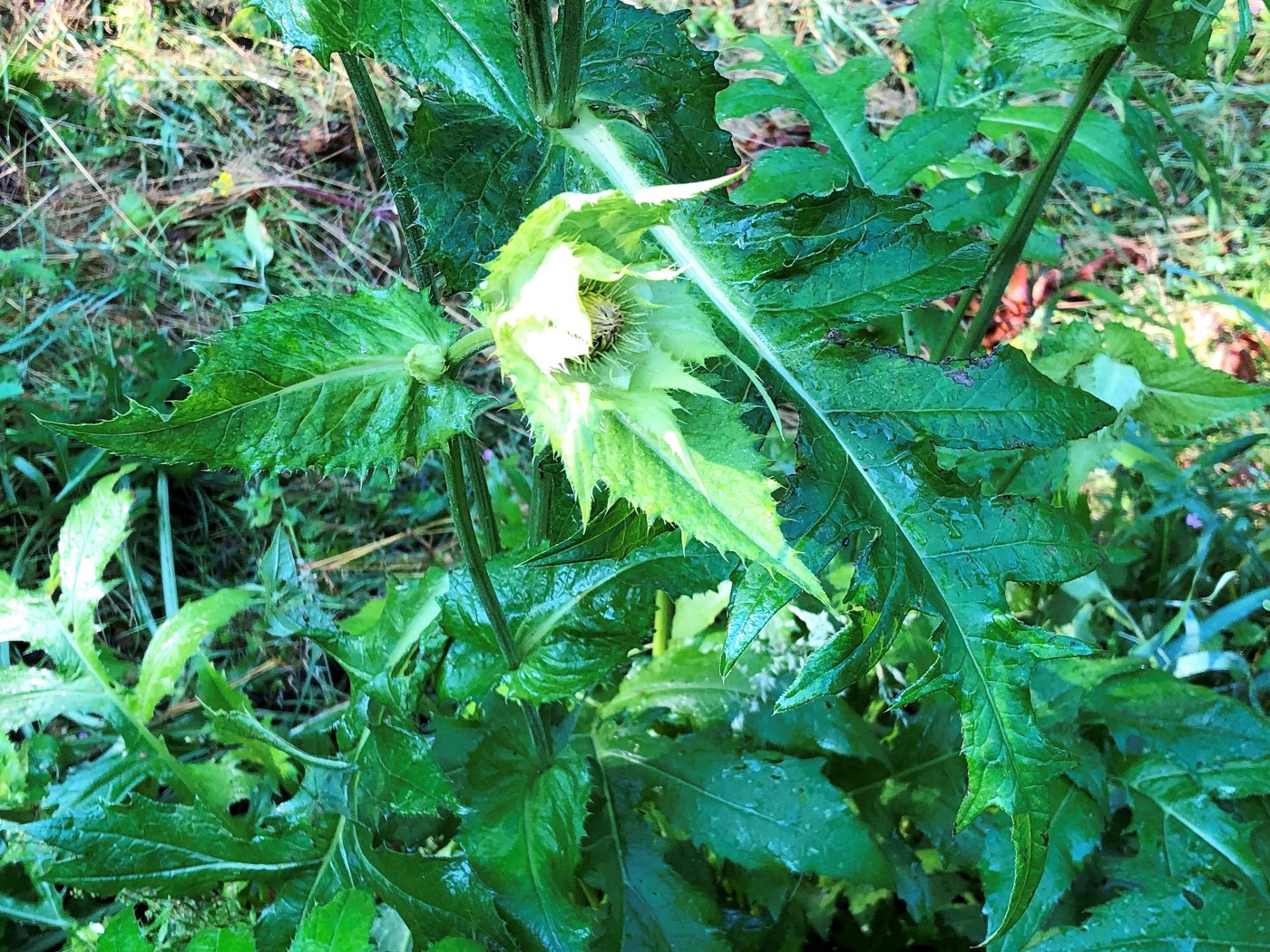 Изображение особи Cirsium oleraceum.