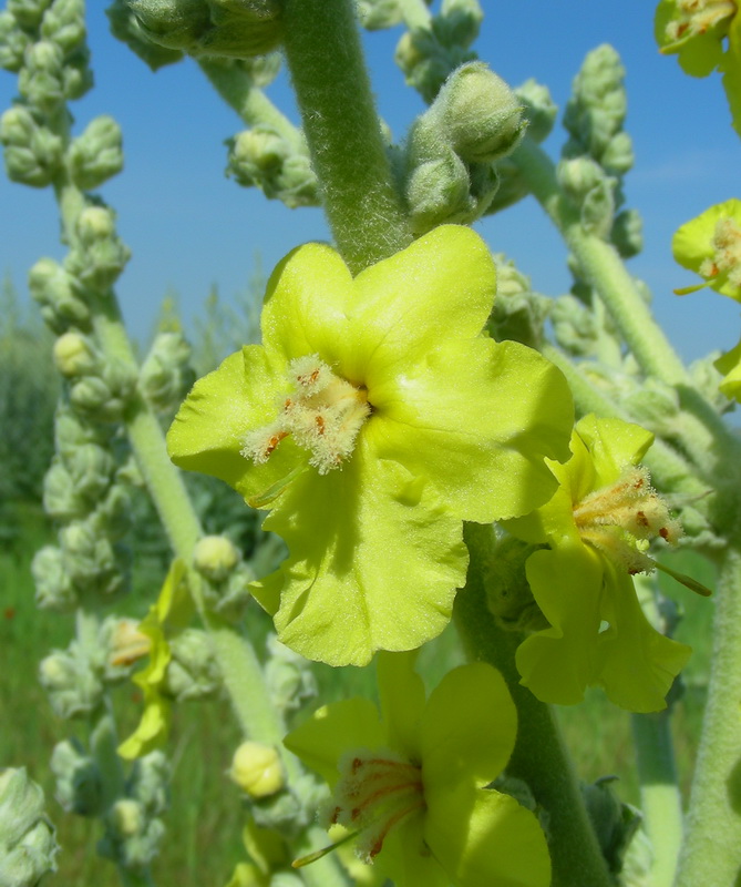 Изображение особи Verbascum songaricum.