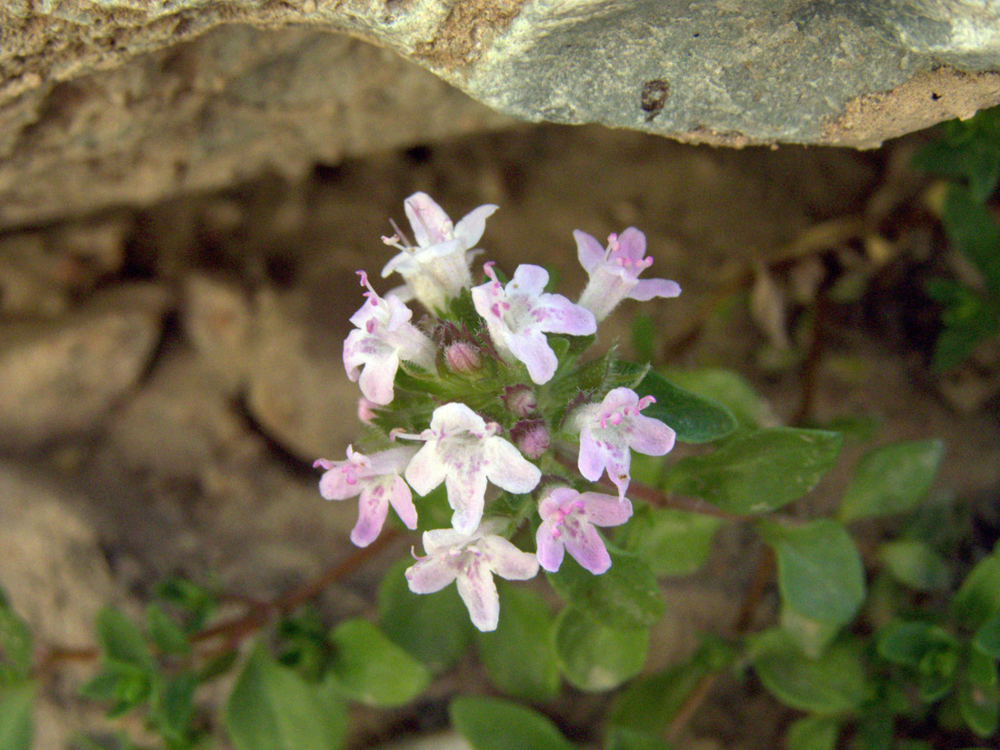 Image of Thymus dmitrievae specimen.