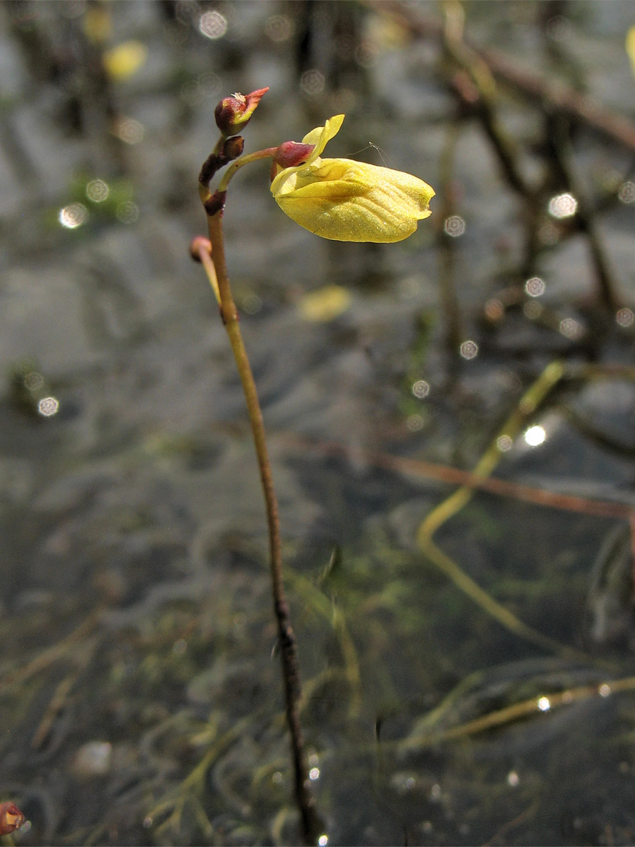 Image of Utricularia minor specimen.