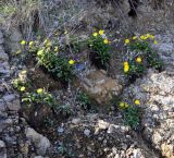 Taraxacum aphrogenes