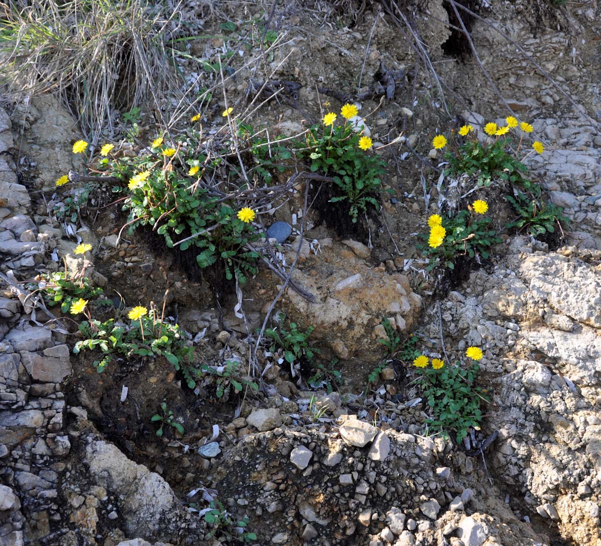 Image of Taraxacum aphrogenes specimen.