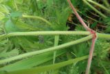 Geranium pratense