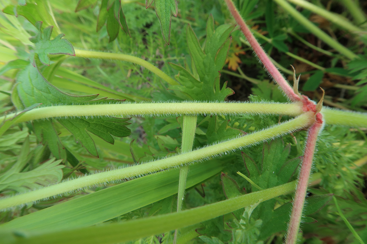 Image of Geranium pratense specimen.