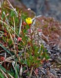 Saxifraga hirculus. Цветущее растение. Алтай, Кош-Агачский р-н, долина р. Аккаллу-Озек, ≈ 2300 м н.у.м., горная тундра, топкий берег ручья. 17.06.2019.