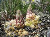 Orostachys spinosa