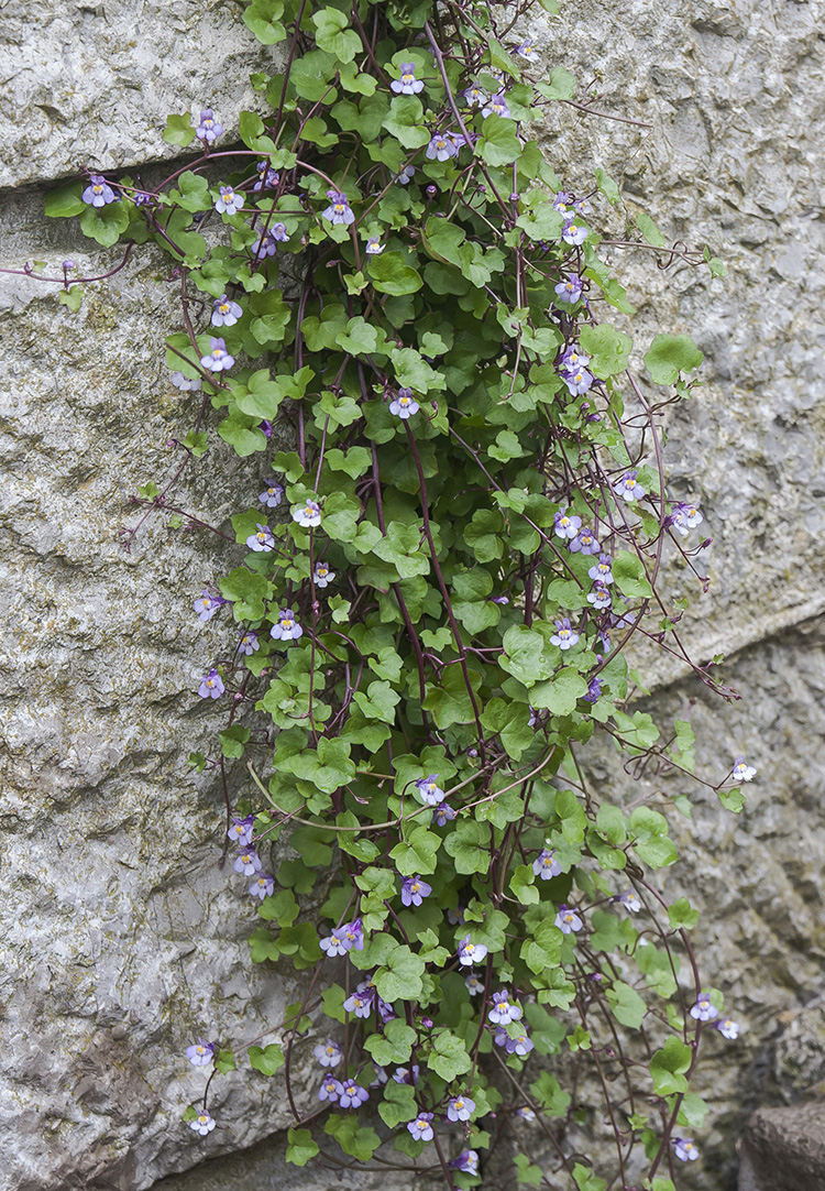 Image of Cymbalaria muralis specimen.