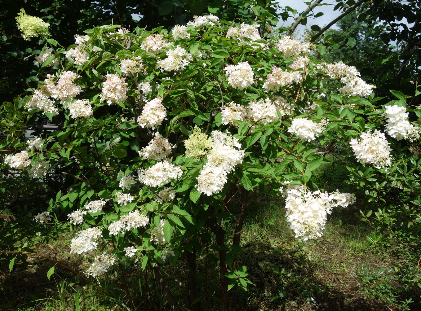 Изображение особи Hydrangea paniculata.