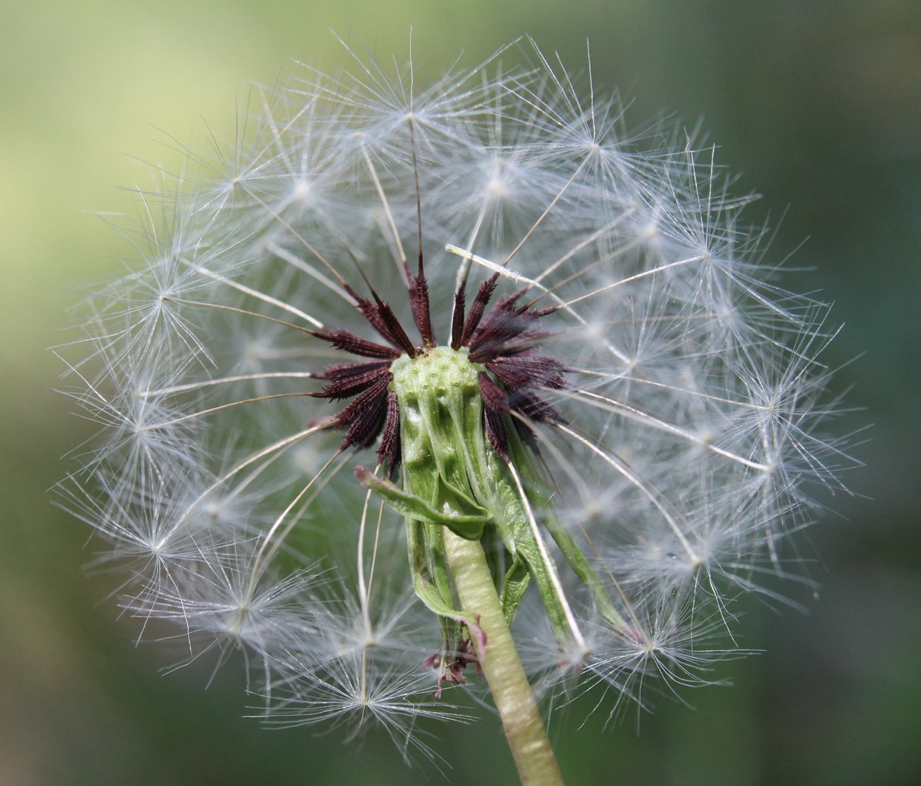 Изображение особи Taraxacum proximum.