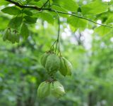 Смотреть изображение Staphylea pinnata