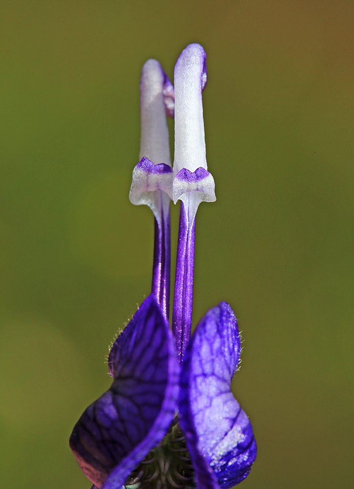 Image of Aconitum sczukinii specimen.