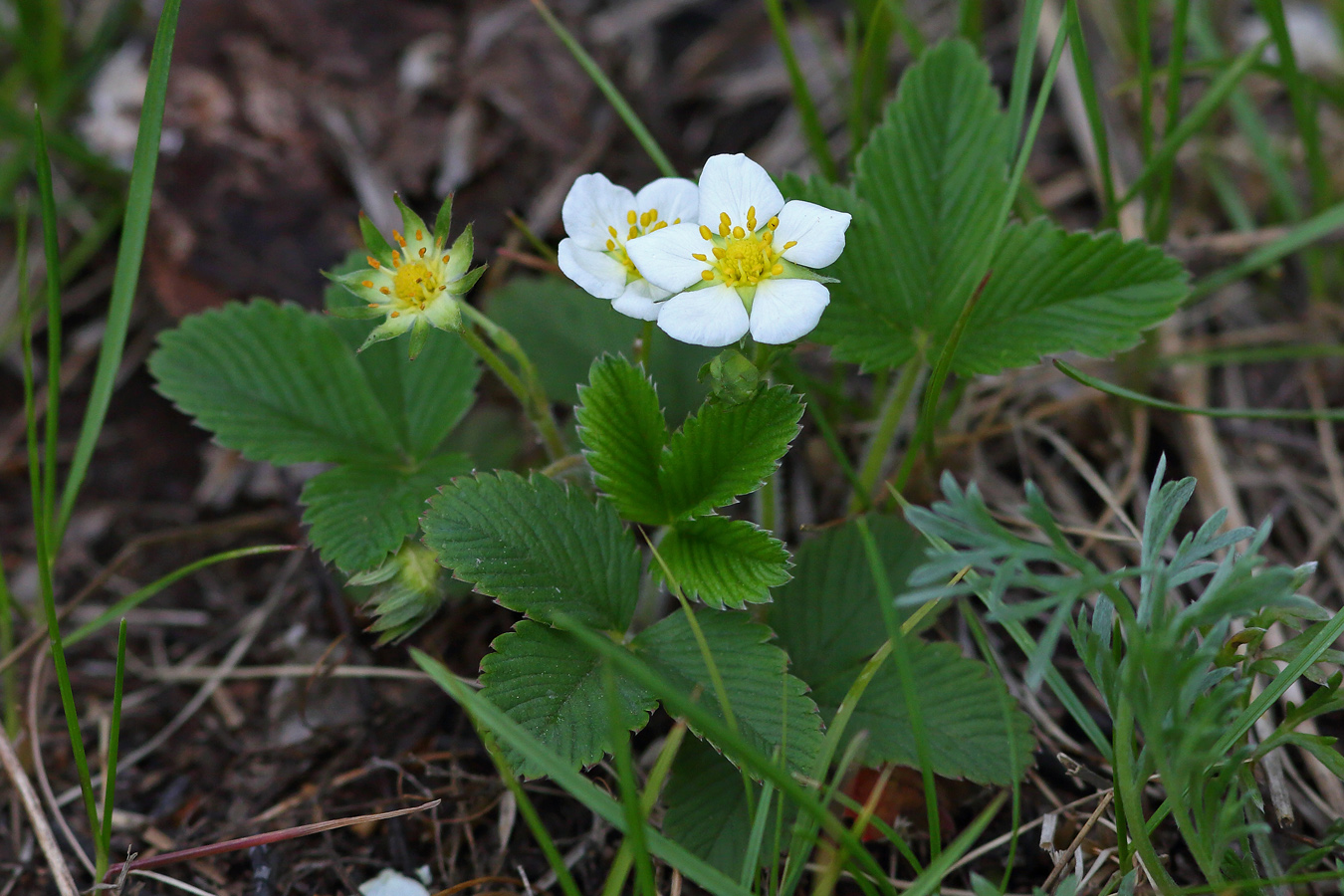 Изображение особи Fragaria &times; ananassa.