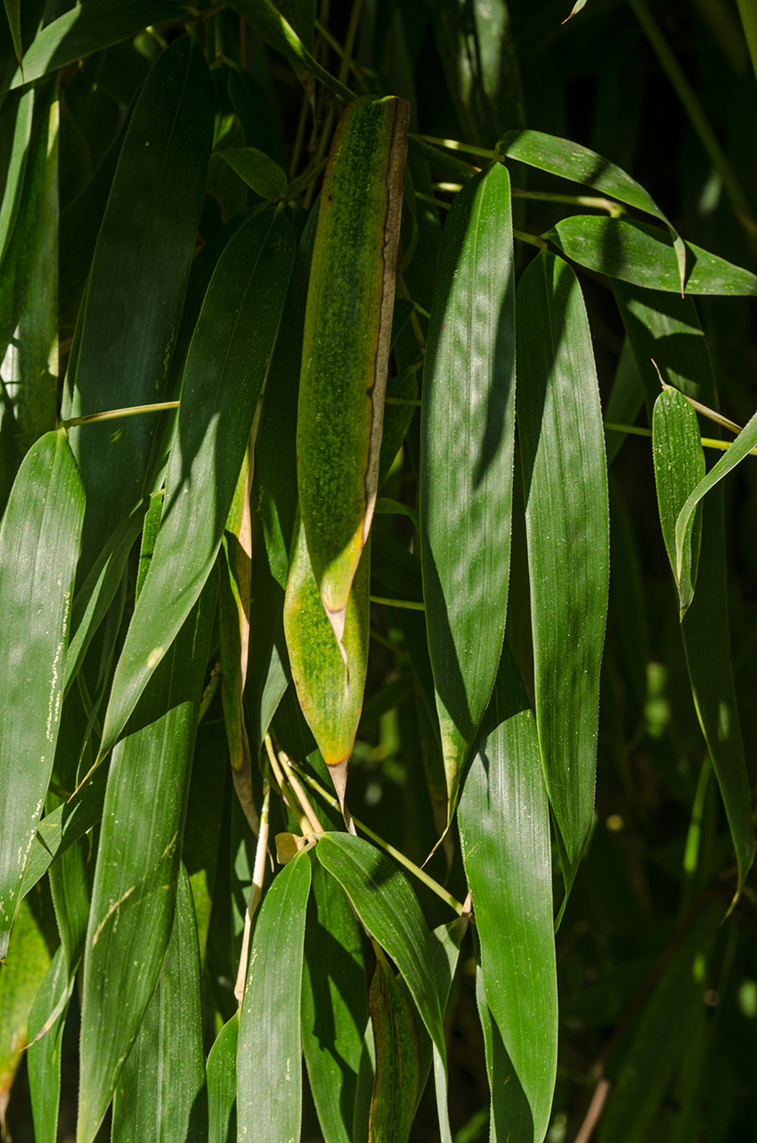 Image of familia Poaceae specimen.