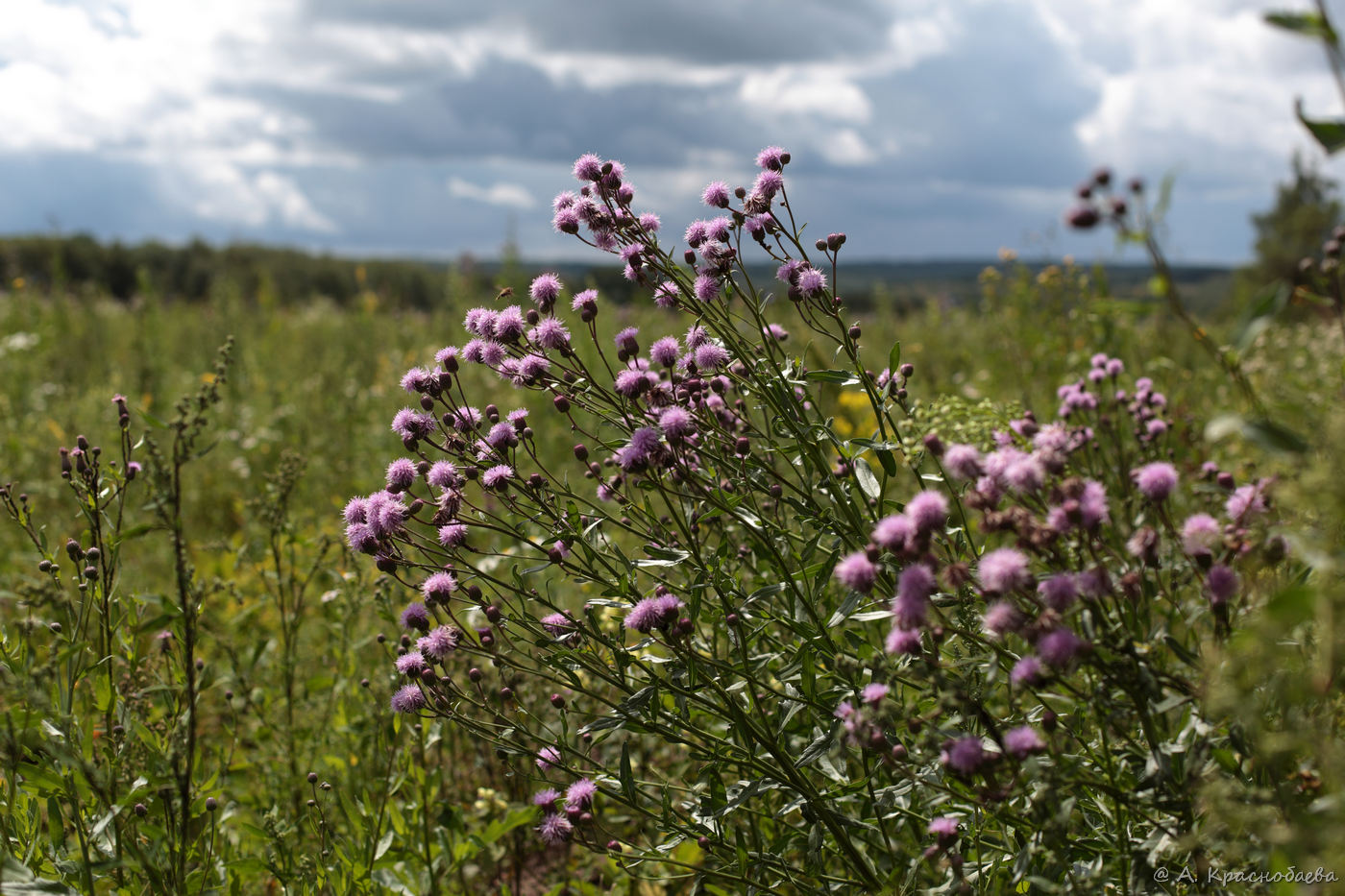 Изображение особи Cirsium setosum.