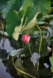 Nelumbo caspica