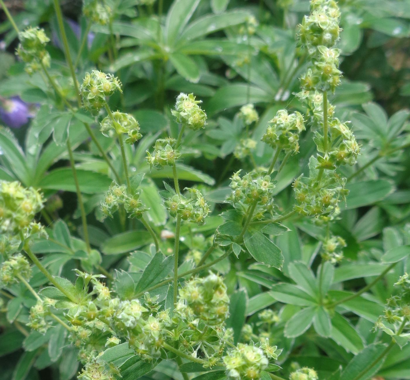 Image of genus Alchemilla specimen.