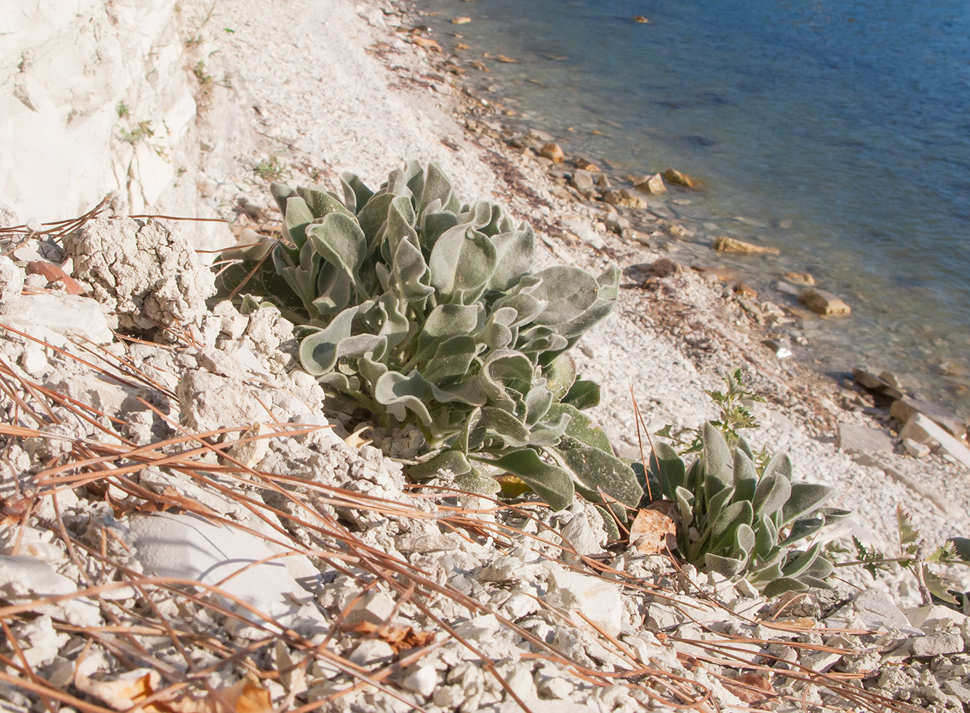 Image of Matthiola odoratissima specimen.