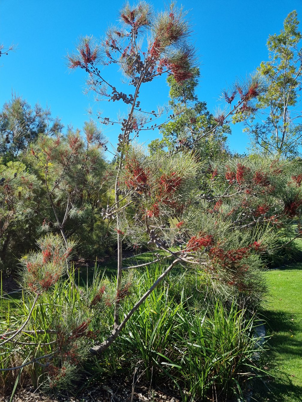 Image of Allocasuarina emuina specimen.