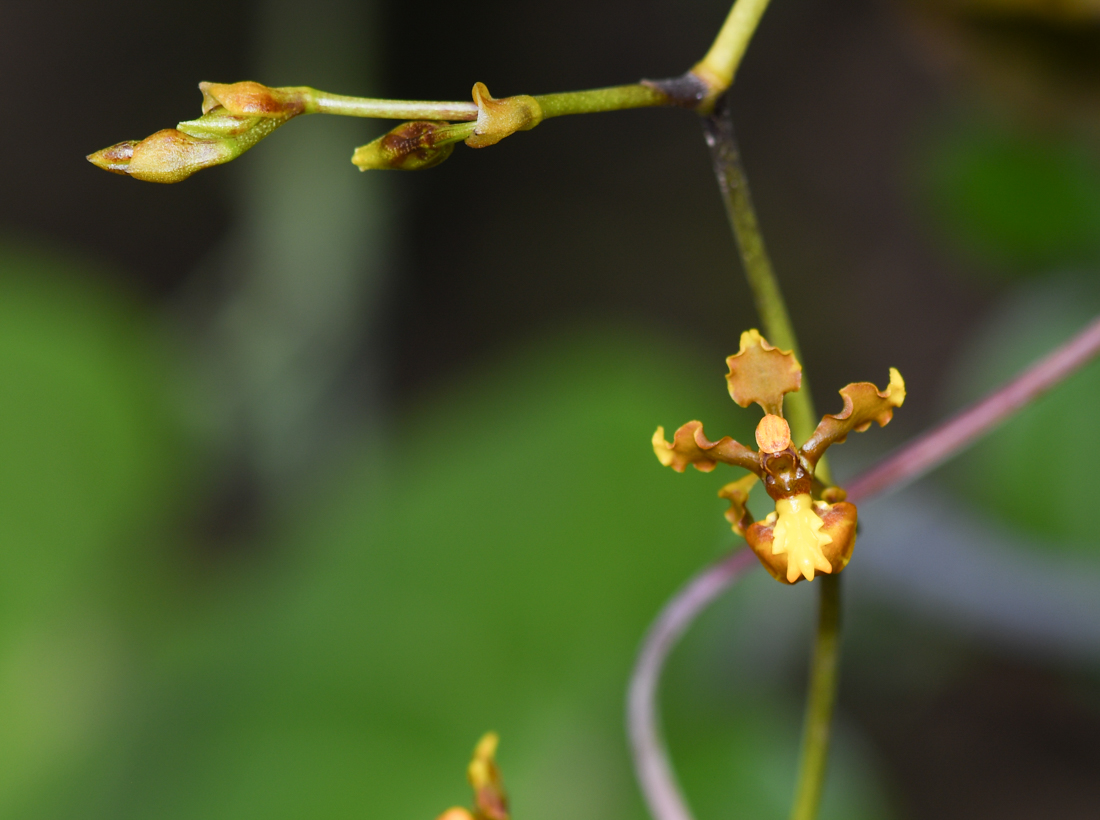 Изображение особи Cyrtochilum cimiciferum.