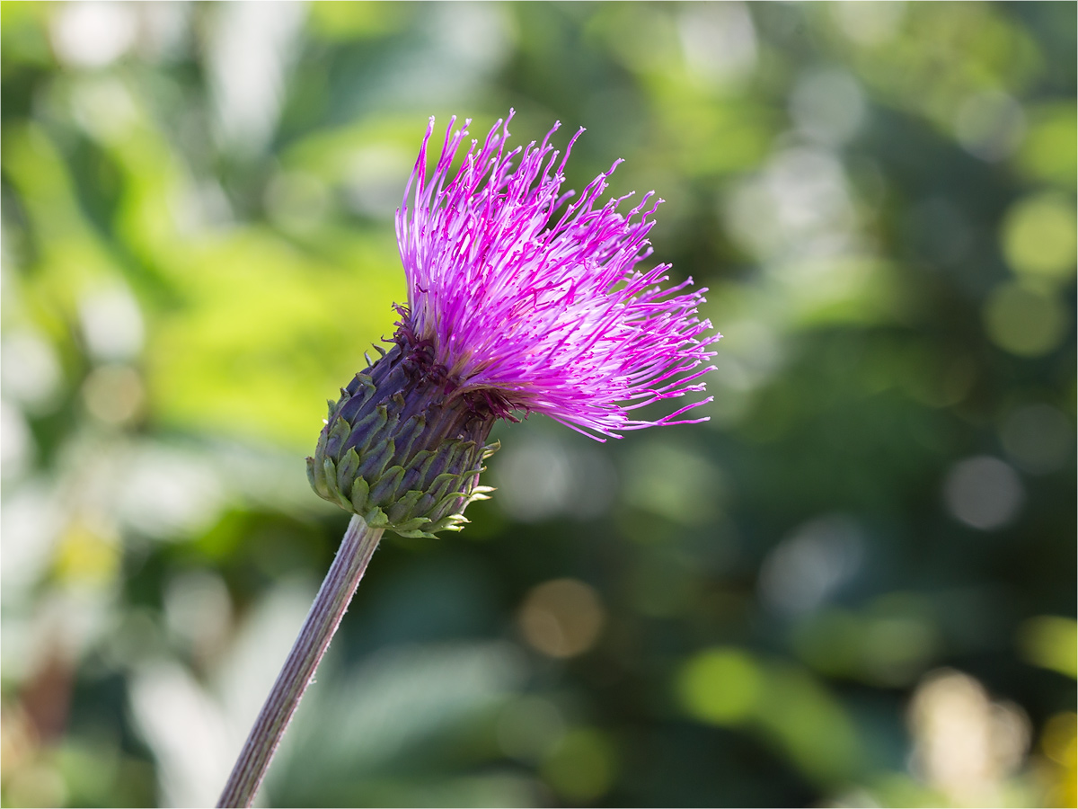 Image of Cirsium heterophyllum specimen.