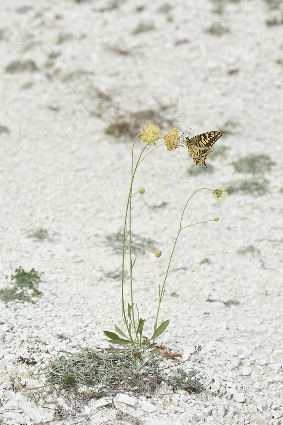 Изображение особи Cephalaria coriacea.