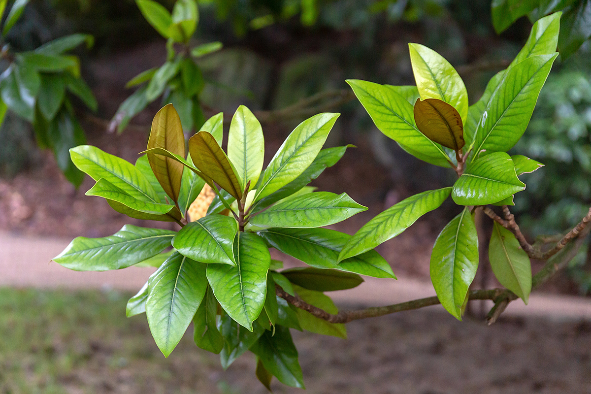 Image of Magnolia grandiflora specimen.