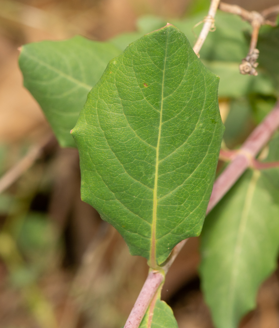 Image of Lonicera dioica specimen.