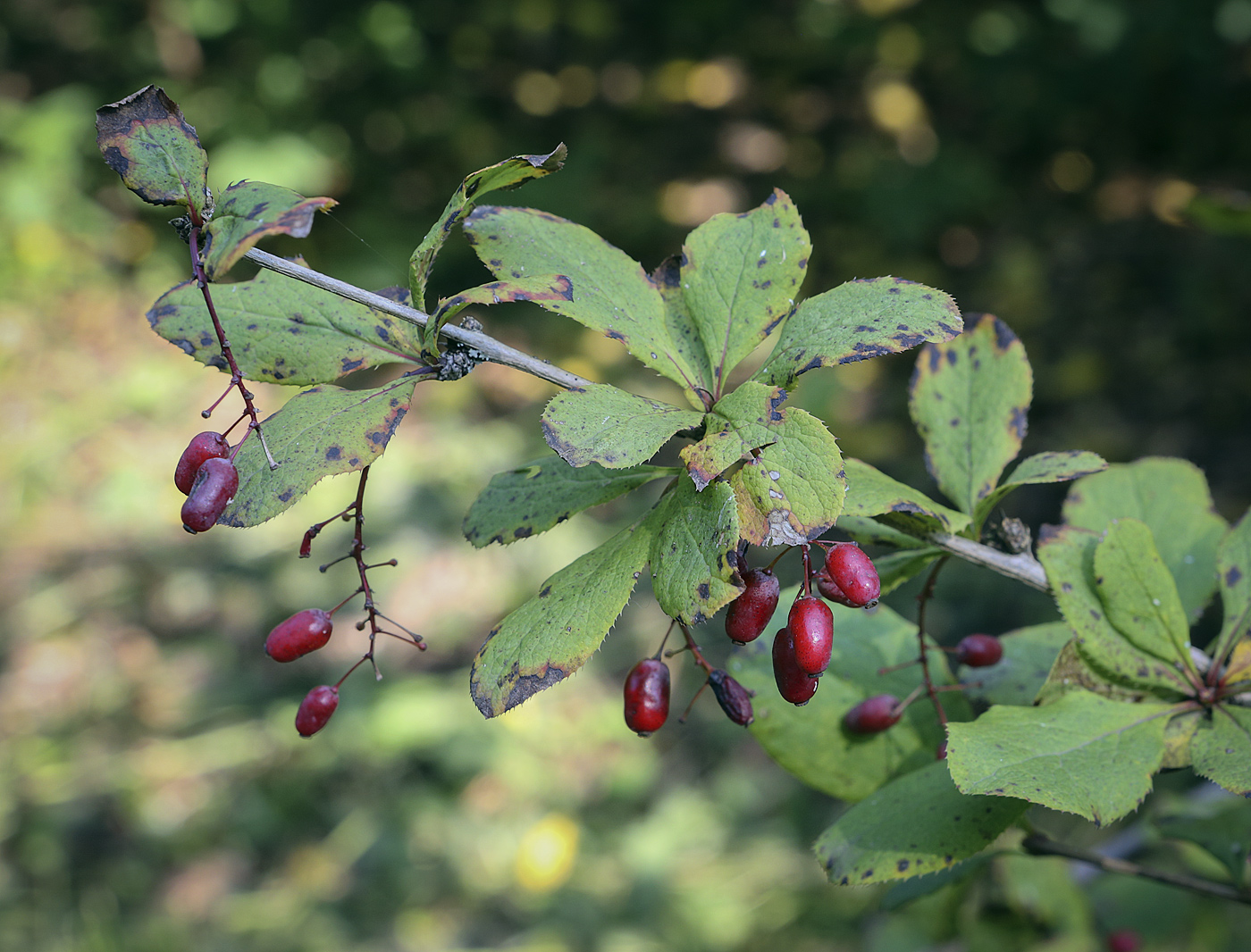 Image of genus Berberis specimen.