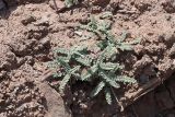 Oxytropis chesneyoides