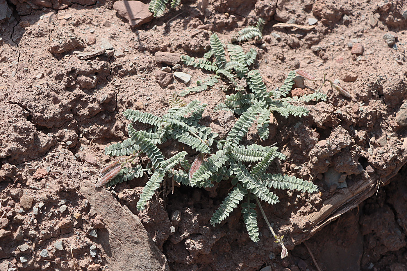 Изображение особи Oxytropis chesneyoides.