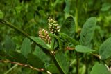 Смотреть изображение Astragalus glycyphyllos