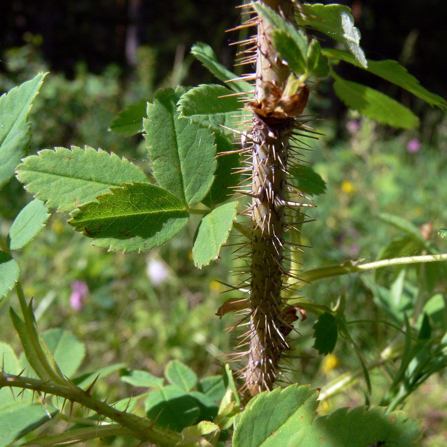 Image of Rosa acicularis specimen.