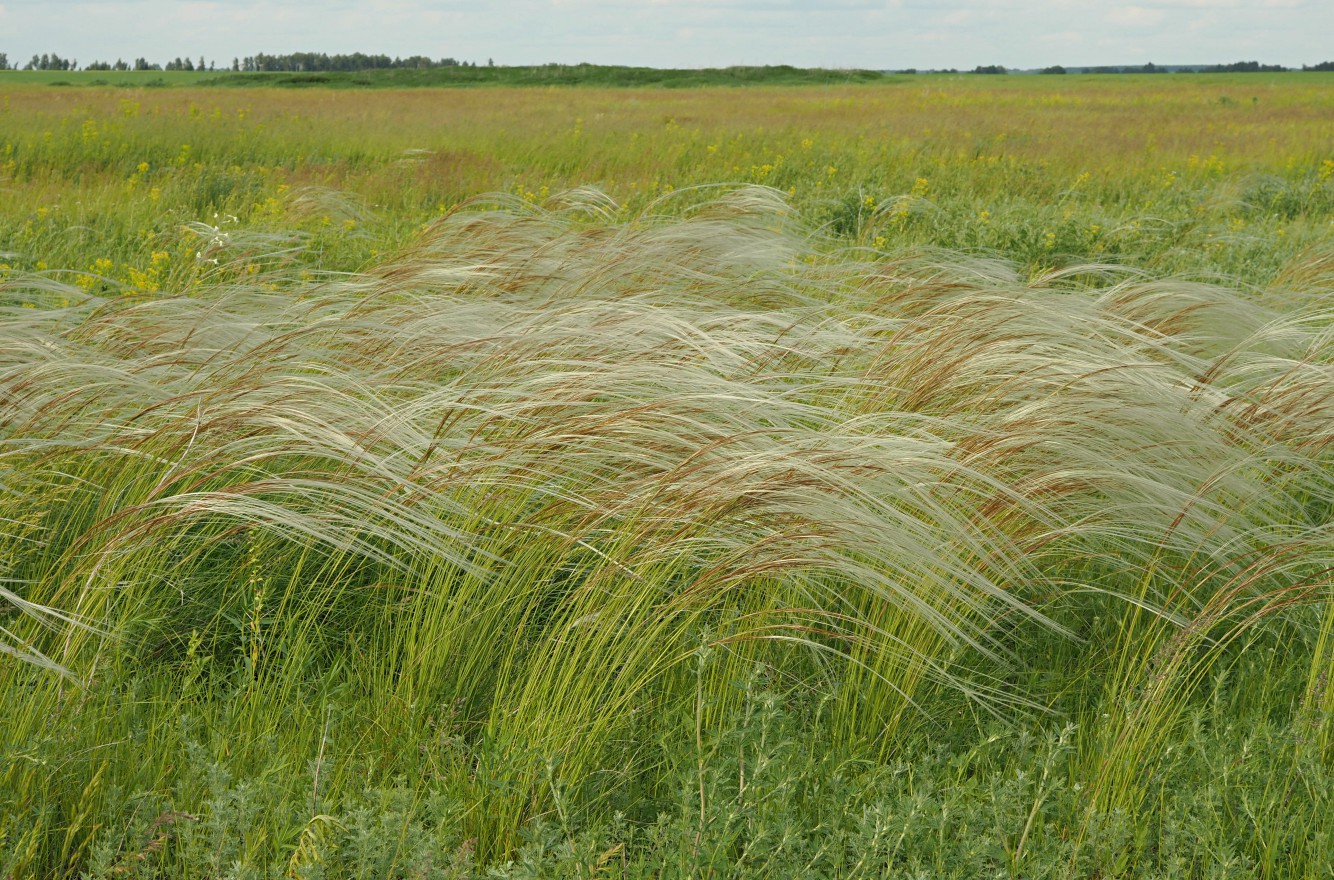 Изображение особи род Stipa.