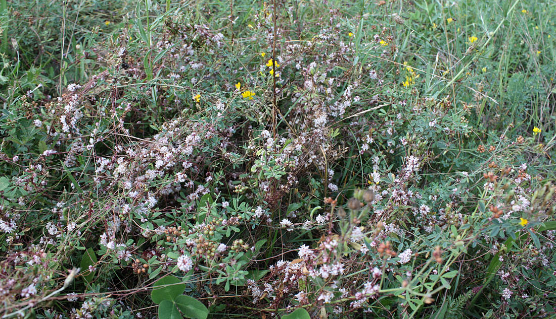 Image of Cuscuta europaea specimen.