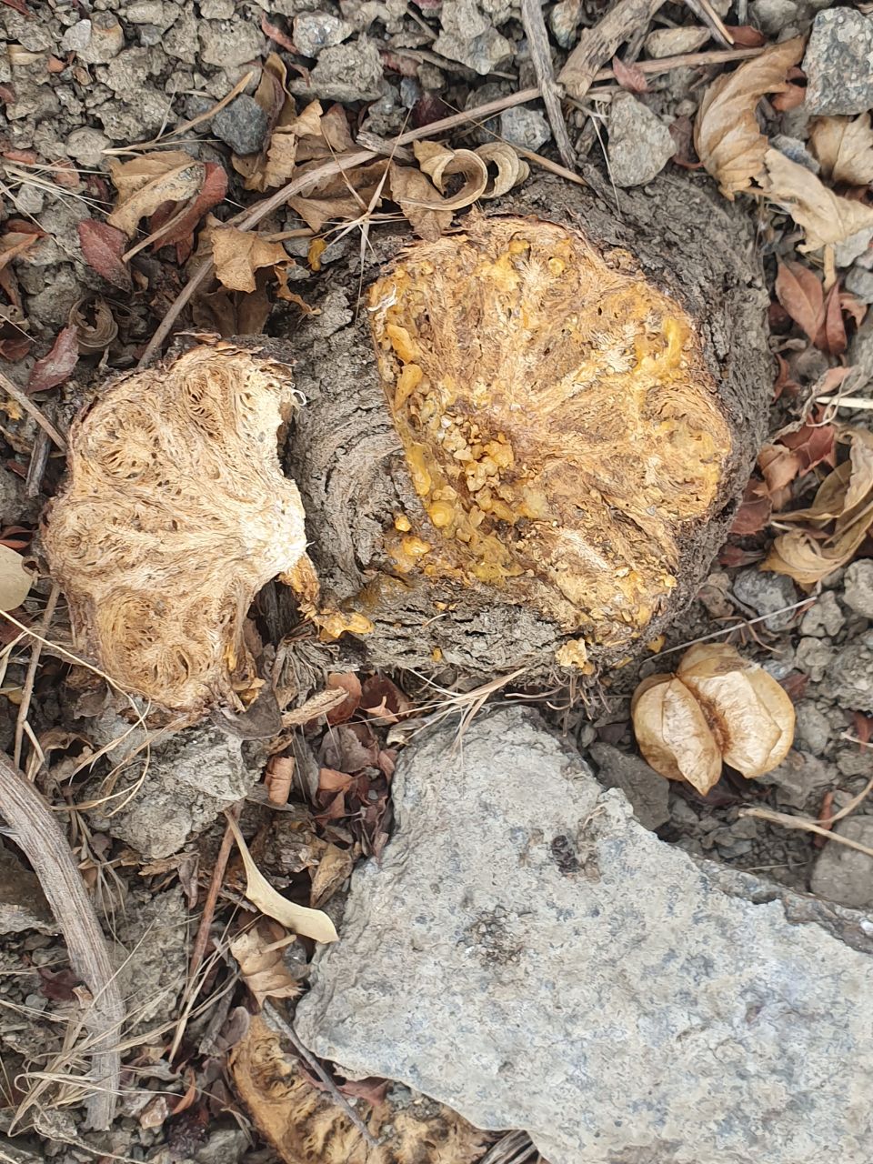 Image of Ferula foetida specimen.