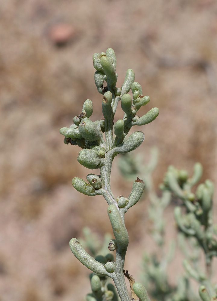 Image of Iljinia regelii specimen.