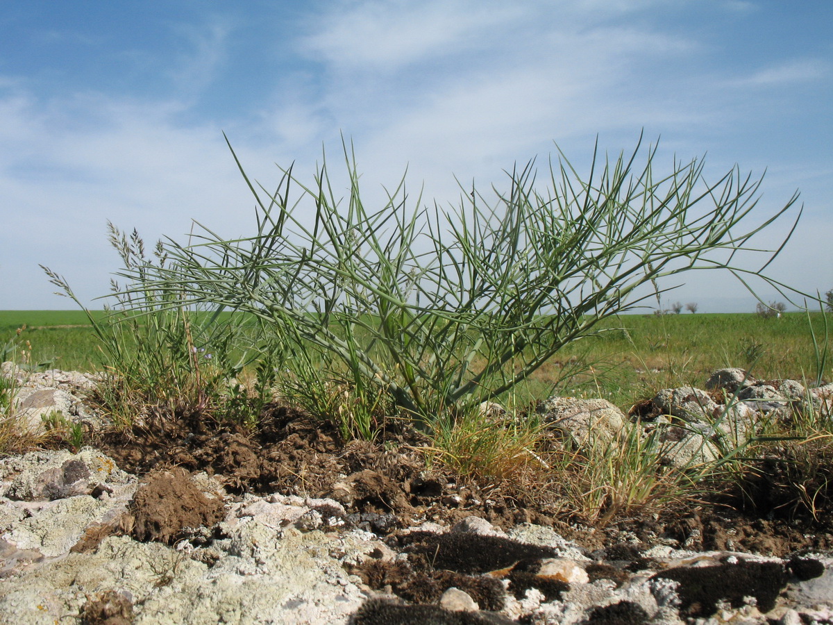 Изображение особи Ferula leucographa.