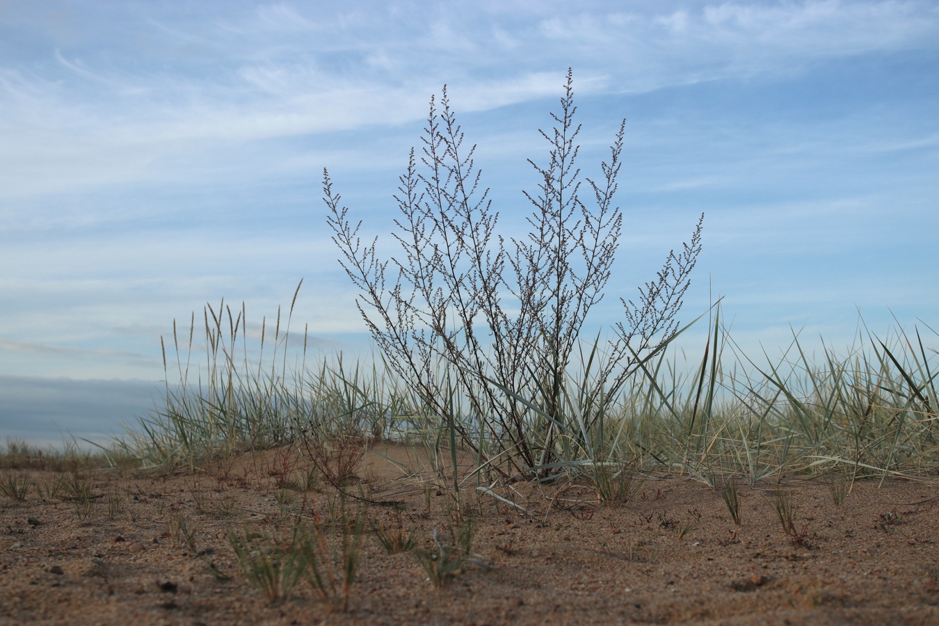 Image of Artemisia campestris specimen.